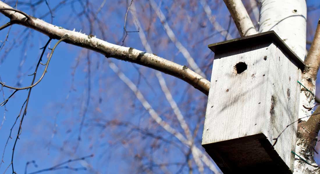 Lintujen asuntomarkkinoilla on vilskettä