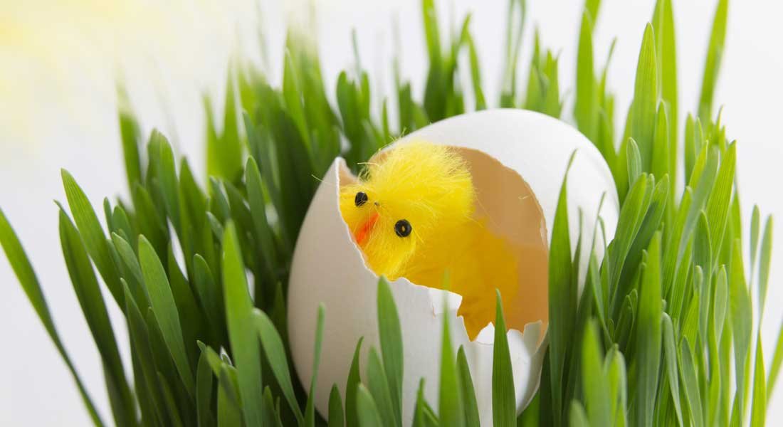 Pääsiäisruoho herättää kevääseen